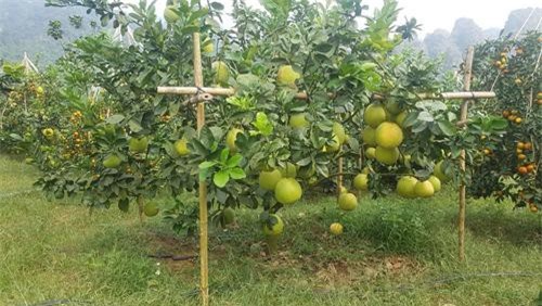 Nông dân bỏ vốn, trồng bưởi thoát nghèo ở huyện Tân Lạc