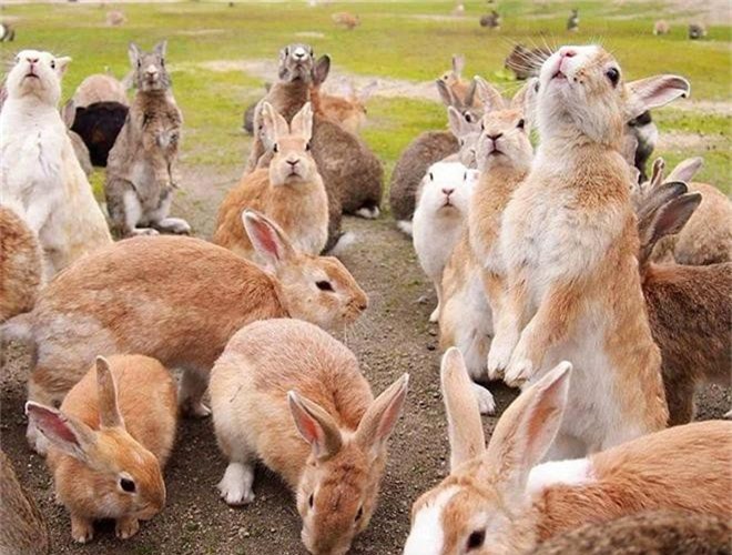 Thánh địa nơi động vật chính là 'bá chủ'