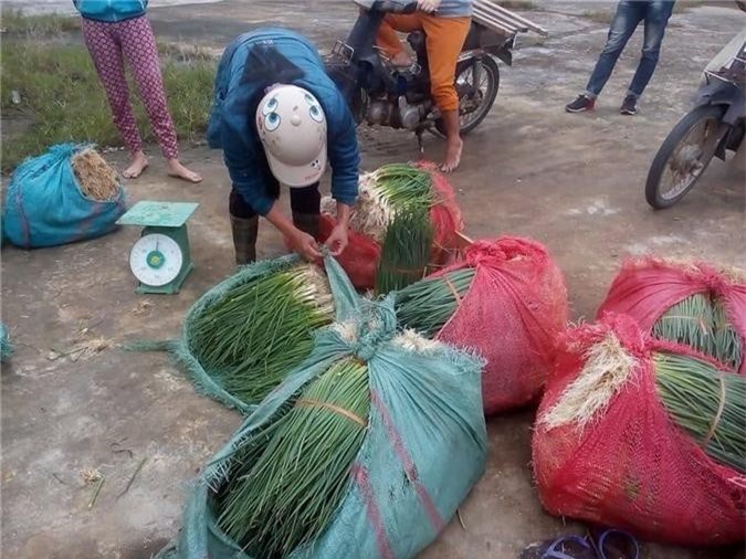 Thừa Thiên - Huế: Bỏ lúa trồng hành lá, hợp tác xã thu hơn 25 tỷ đồng mỗi năm