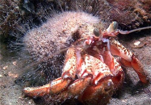 Top 'quái thú' có thể tự mọc lại cơ thể siêu phàm