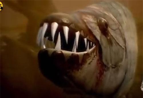 8 loài cá có khả năng săn bắt mồi trên cạn khiến bạn kinh ngạc