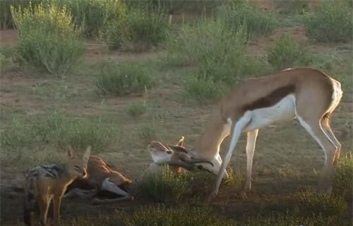 CLIP: Húc nhau bị mắc sừng, linh dương chết thảm khi gặp chó rừng