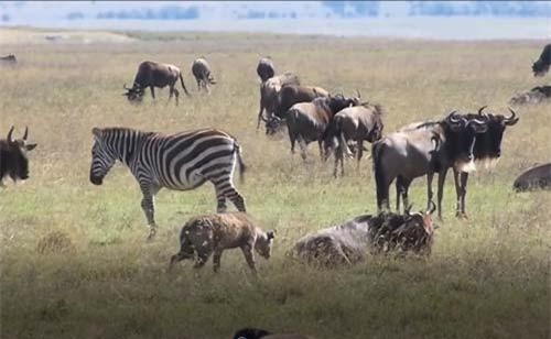 CLIP: Linh cẩu đơn độc tấn công linh dương đầu bò