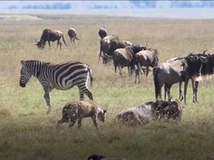 CLIP: Linh cẩu đơn độc tấn công linh dương đầu bò