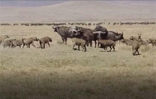 CLIP: Trâu rừng đại chiến linh cẩu, bảo vệ con non