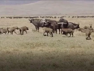 CLIP: Trâu rừng đại chiến linh cẩu, bảo vệ con non