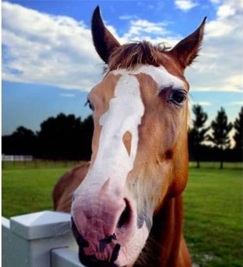 Chỉ có những người có IQ 'vô cực' mới tìm ra cô gái trong bức tranh