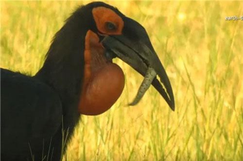 Đại chiến rắn độc và chim hồng hoàng ai xem cũng khiếp