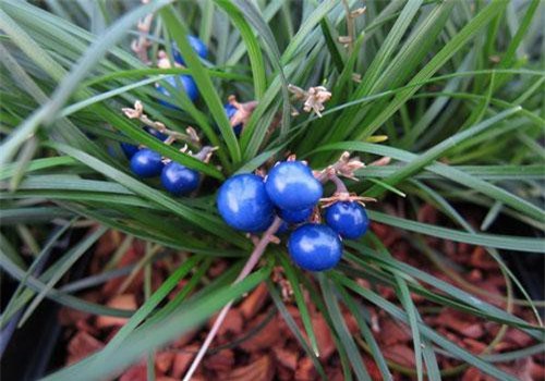 Điều đặc biệt về cây mạch môn cho hoa quả tuyệt đẹp ở Việt Nam