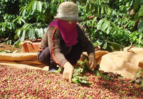 Giá cà phê xuất khẩu thấp nhất 10 năm qua