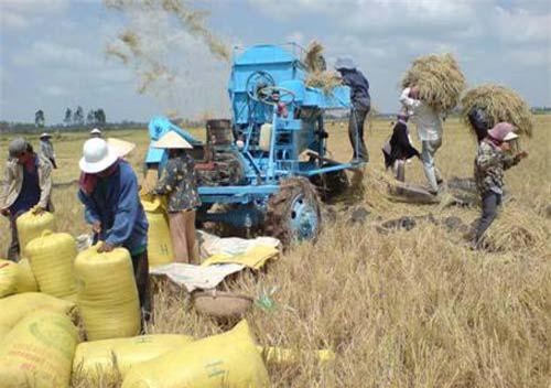 Giá lúa gạo tăng do nguồn cung đang bị thu hẹp
