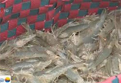 Giá tôm nguyên liệu tại ĐBSCL tăng cao