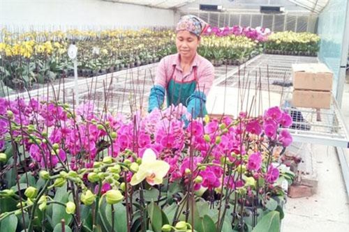 Hà Nội : 133 mô hình ứng dụng sản xuất nông nghiệp ứng dụng công nghệ cao