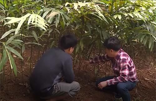 Hà Nội: Thoát nghèo nhờ trồng sa nhân tím