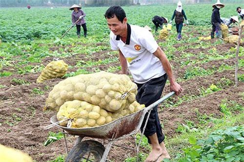 Hải Phòng: Đào tạo cán bộ trẻ cho HTX để phát huy năng lực, sức trẻ