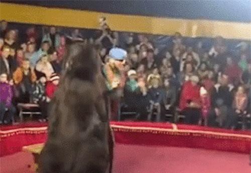 Hoảng hốt gấu tấn công huấn luyện viên trong buổi biểu diễn