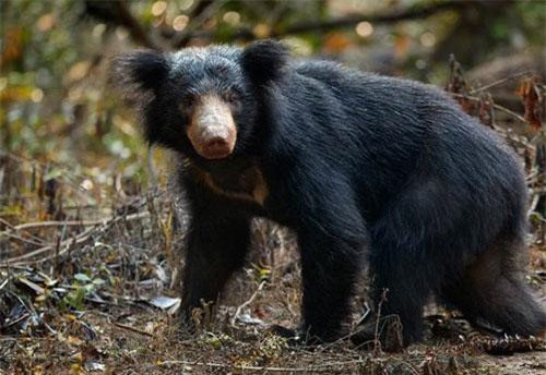 Săn gấu hoang dã: Đam mê săn bắn và muốn tìm hiểu về cuộc săn gấu hoang dã, hãy đến với hình ảnh này. Tại đây, bạn sẽ được trải nghiệm những phút giây hồi hộp, thử thách và đầy mạo hiểm khi tham gia vào cuộc săn gấu hoang dã đầy kịch tính và thú vị.