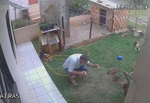 Lũ gián tấn công, người đàn ông 'điên tiết' cho nổ cả sân sau