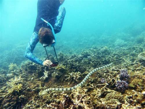 Nhóm cụ bà lặn biển phát hiện ổ rắn độc quý hiếm