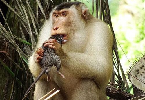 Rợn người cảnh khỉ đuôi lợn săn giết các loài gặm nhấm
