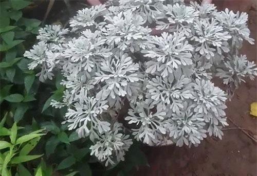 Sự thật bất ngờ cây hoa cúc mốc vừa làm cảnh vừa làm thuốc ở VN