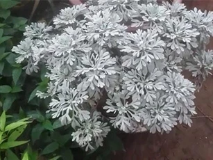 Sự thật bất ngờ cây hoa cúc mốc vừa làm cảnh vừa làm thuốc ở VN