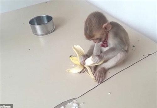 Thấy khỉ con bị bỏ rơi, chú chó làm điều này khiến ai cũng kinh ngạc