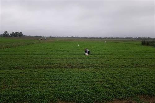 Thừa Thiên - Huế: Bỏ màu trồng rau má, người làng đổi đời thu nhập hàng trăm triệu đồng mỗi năm