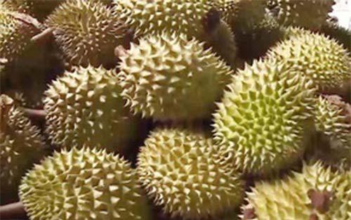 Tiền Giang: Sầu riêng được giá, nhà vườn thu lãi cao