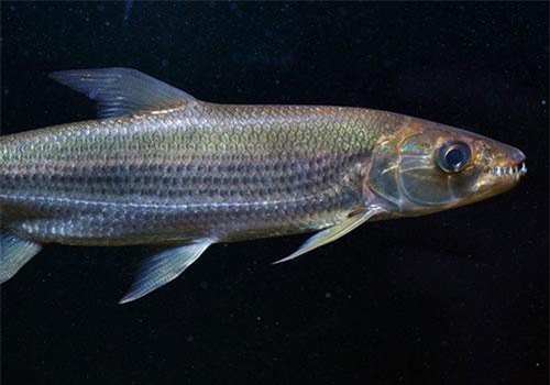 Top 'thủy quái' nước ngọt nguy hiểm nhất hành tinh