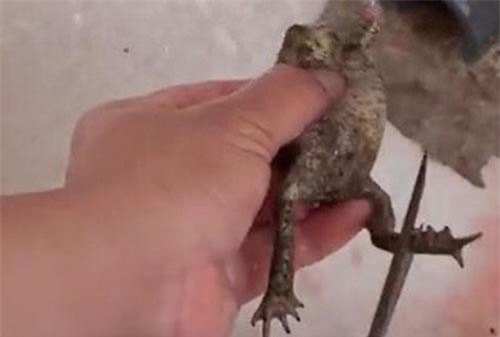 Vì sao ăn thịt cóc rất bổ nhưng lại có thể tử vong?