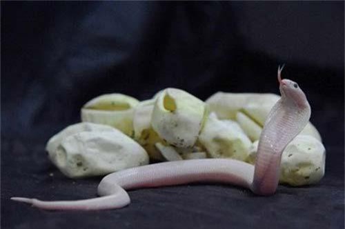 Ảnh cực độc: Một bầy rắn hổ mang trắng cực kỳ quý hiếm mới sinh