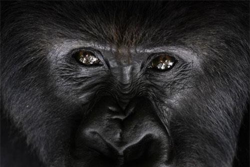 Ảnh động vật: Gặp rắn biển độc cực hiếm, hồng hạc rỉa lông...