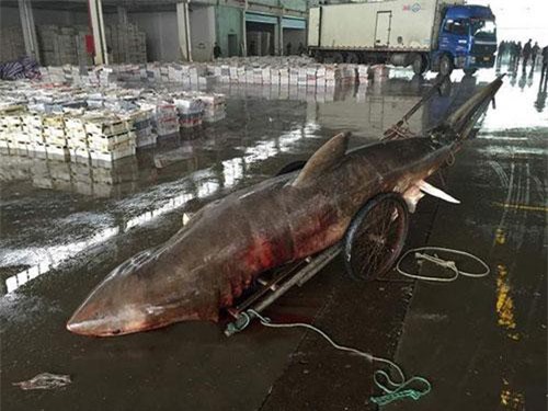 Bắt được cá mập khổng lồ nặng 500kg, dài hơn 4m