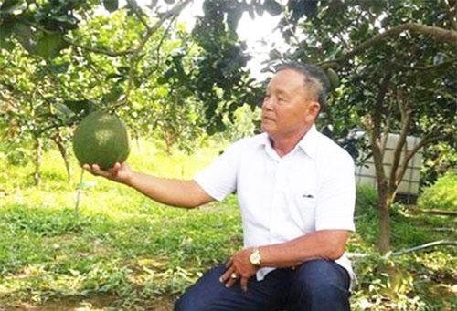Bến Tre: Khởi nghiệp với bưởi da xanh để đổi đời