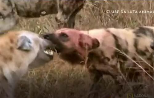 CLIP: Cướp mồi của chó hoang, linh cẩu nhận cái kết đắng