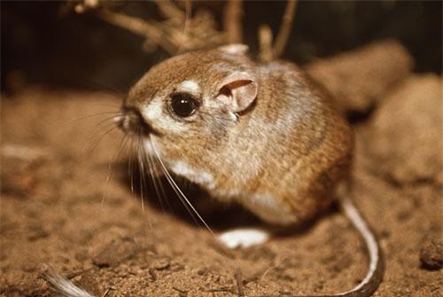 CLIP: Khám phá 17 'siêu nhân' trong thế giới động vật