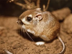 CLIP: Khám phá 17 'siêu nhân' trong thế giới động vật