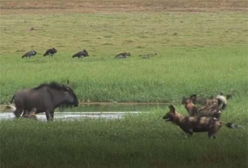 CLIP: Linh dương đầu bò chết thảm khi chạm mặt chó hoang