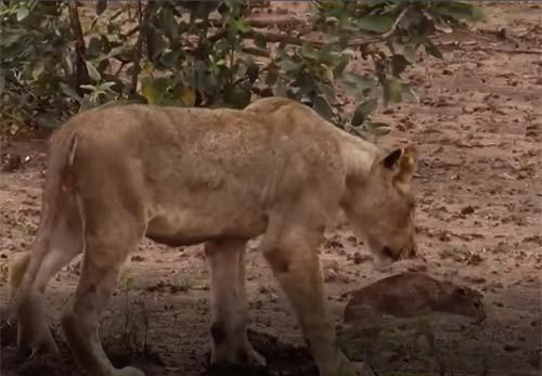 CLIP: Sư tử cứu sống và bảo vệ linh dương mới sinh bị báo hoa mai tấn công