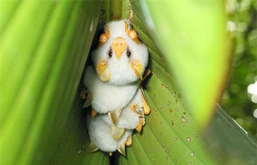 Cận cảnh loài dơi trắng đáng yêu nhìn lạ nhất thế giới