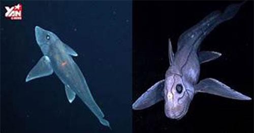 Clip: Liệu bạn có thấy sợ khi quan sát những loài vật dưới đây?