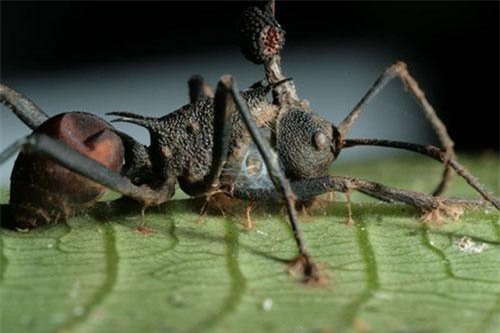 Clip: 'Zombie trong thế giới động vật' được tạo nên như thế nào?