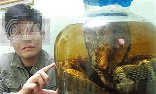 Dàn trận, tóm sống đại hổ chúa khổng lồ 7m