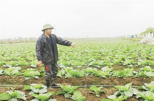 HTX Phù Cừ, Hưng Yên: Dẫn dắt sản xuất, thúc đẩy nông thôn mới