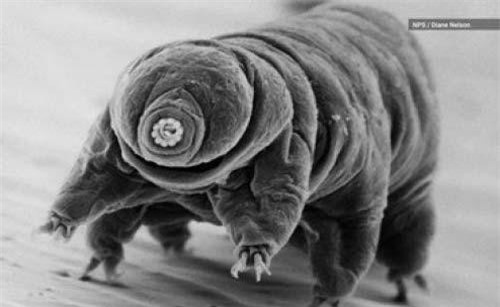 Hàng ngàn sinh vật kỳ lạ trên mặt trăng đang 'nhìn xuống trái đất'