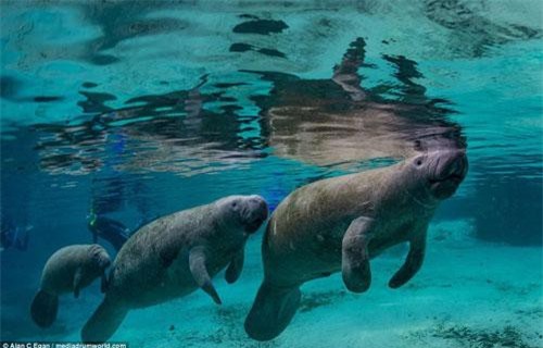 Khoảnh khắc đáng yêu của những 'nàng tiên cá' tròn quay