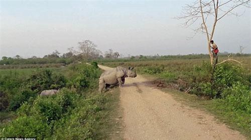 Kinh hãi tê giác đuổi người, quản tượng trèo tót lên cây