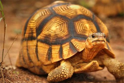 Loài rùa trông như lưỡi cày, quý hiếm độc đáo bậc nhất