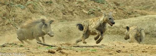 Lợn rừng 'cáu bẳn' điên cuồng đuổi húc linh cẩu